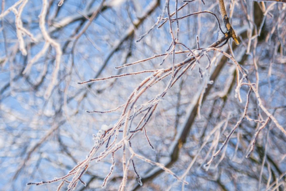 W nocy będzie mroźno w całym kraju, a w rejonach podgórskich Karpat termometry mogą pokazać nawet -18 stopni C / fot. shutterstock Przed nami kolejna mroźna noc. Gdzie będzie najzimniej?