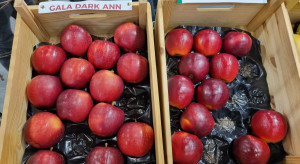 Nowa odmiana jabłek na rynku. Kiedy drzewka trafią do sprzedaży?