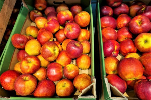 W Biedronce i Lidlu promocje na jabłka, a sadownicy załamują ręce