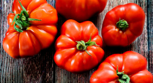 Pomidor idealny do uprawy amatorskiej. Jest słodki i mięsisty