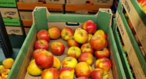 Sadownicy dostają grosze za jabłka. PSL interweniuje