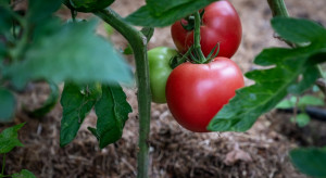 Pomidor świetny do nasadzeń wiosennych. Jak go uprawiać?