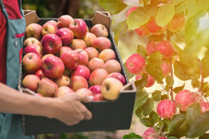 Rosną ceny wszystkich owoców, oprócz jabłek. Dlaczego?