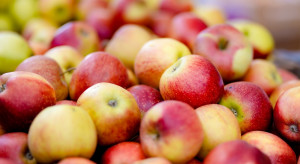Wzrost produkcji jabłek na półkuli południowej