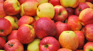 Jakie odmiany jabłek mają najlepsze zejście?