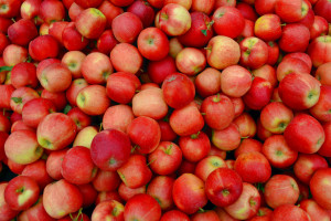 Ten sezon jabłkowy może być dobry ale nie dla wszystkich sadowników