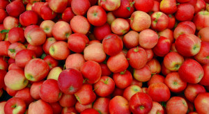 Ten sezon jabłkowy może być dobry ale nie dla wszystkich sadowników