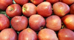 Jabłka z Ukrainy dobrze sobie radzą na szwedzkim rynku