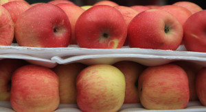 Eksport jabłek do Indonezji może poprawić sytuację na rynku