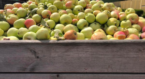 Sadownicy wstrzymają sprzedaż jabłek przemysłowych póki cena nie wzrośnie?
