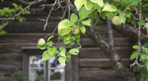 Zapomniane odmiany: Jabłoń Kronselka na przetwory i szarlotkę