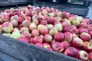 Skup jabłek: Tylko wstrzymanie dostaw spowoduje wzrost cen
