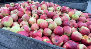 Skup jabłek: Tylko wstrzymanie dostaw spowoduje wzrost cen