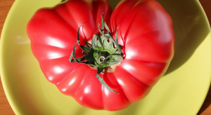 Ta odmiana pomidorów daje ogromne owoce. Jak uprawiać i co z nich zrobić?