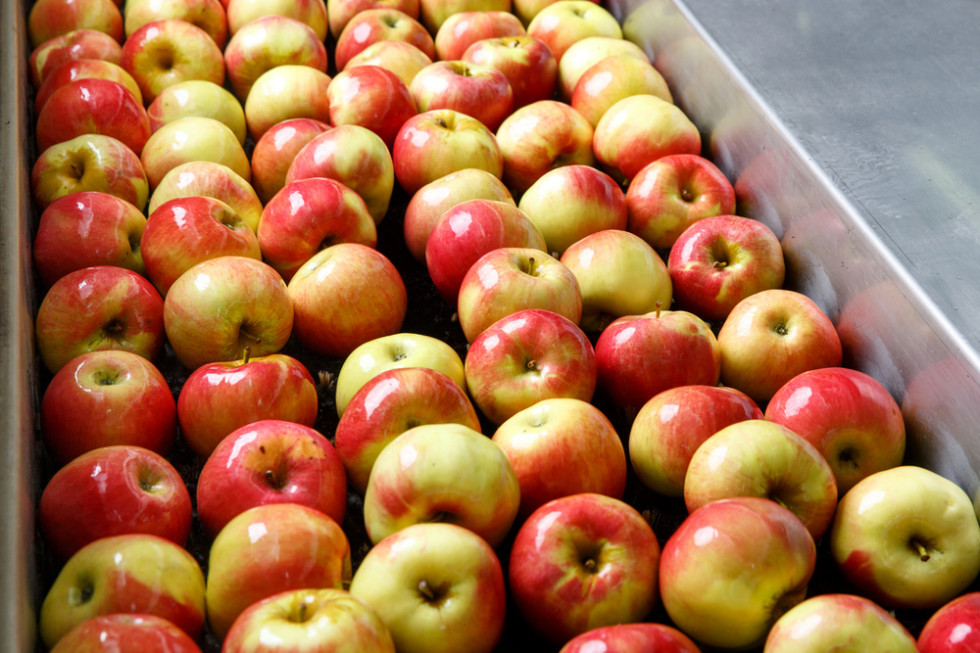 Belgijscy sadownicy załamani. "Ceny jabłek są dramatyczne"