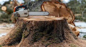 Kary za wycinkę drzew 2023. Ile wynoszą i jak je wyliczyć?