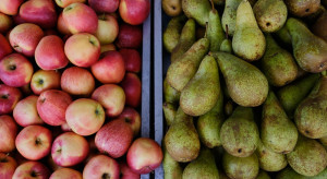 Bronisze: Kiepski handel jabłkami ale są odmiany które się wyróżniają