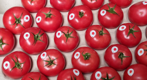 Odmiana dla każdego. Co trzeba wiedzieć o pomidorze malinowym Ożarowskim?