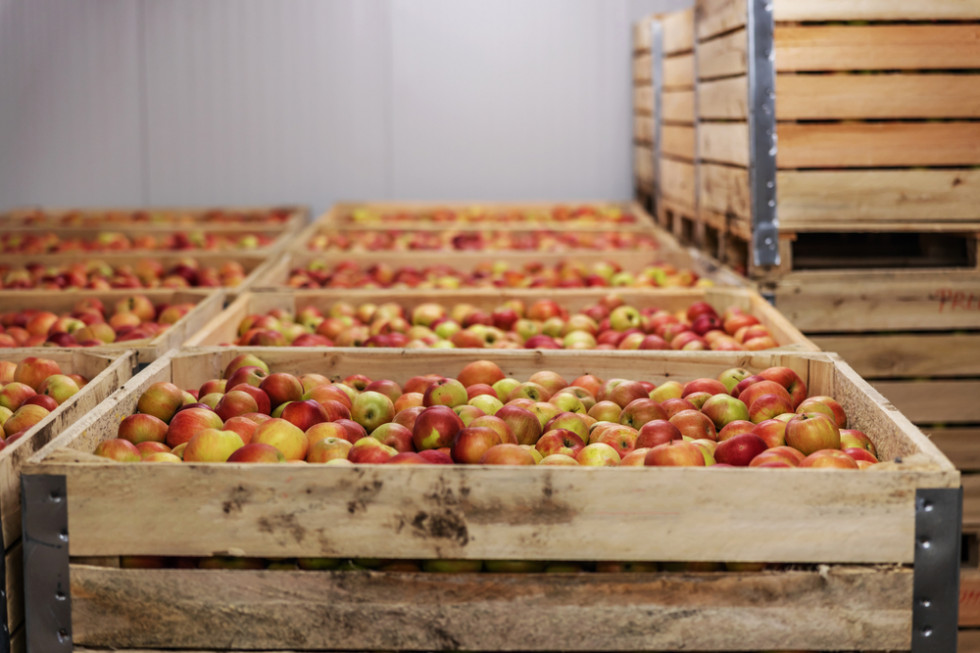 Zapasy mniejsze jak w ubiegłym roku. Ile jabłek zalega w chłodniach?