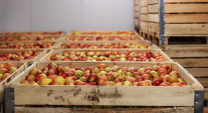 Zapasy mniejsze jak w ubiegłym roku. Ile jabłek zalega w chłodniach?