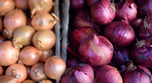 Historyczne braki cebuli na Ukrainie. Ceny będą rosły