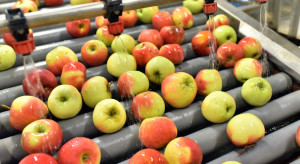 Rosną ceny jabłek na sortowanie. Zyskują dwie odmiany