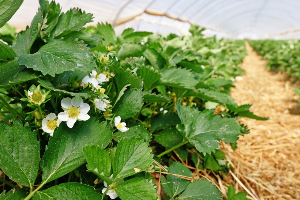 Wczesne truskawki są owocami, które zwykle dają największy zysk dla plantatorów. / fot. shutterstock Wczesne truskawki w tunelu. Jakie są najlepsze odmiany?