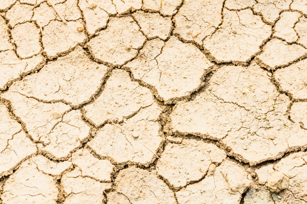 Susza uderza w tysiące gospodarstw rolnych. Robi się dramatycznie/ fot.shutterstock.com Susza uderza w tysiące gospodarstw rolnych. Robi się dramatycznie