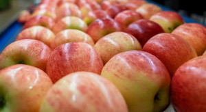 Rywalizujemy z Iranem i Ukrainą o eksport jabłek do Uzbekistanu