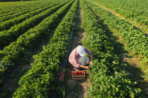 Włosi potrzebują 40 tys. pracowników do zbioru owoców