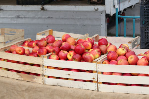 Brakuje miejsc do sprzedaży jabłek