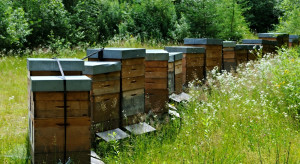 ARiMR o pieniądzach dla pszczelarzy: pierwszy nabór wniosków w kwietniu