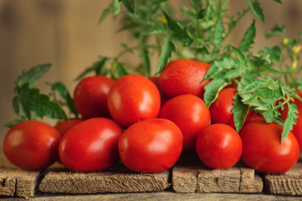 Bardzo odporna odmiana pomidora. Można jeść bezpośrednio i jest świetna na przeciery