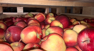 Producenci jabłek w ogromnym kryzysie. Wielu może tego nie przetrwać