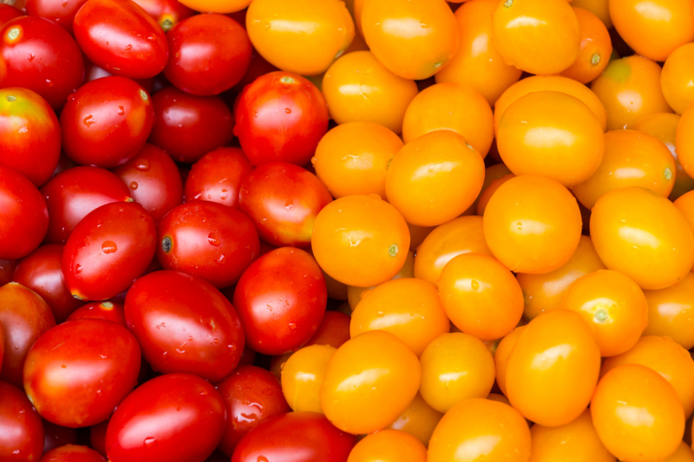 Które pomidory są zdrowsze? Żółte czy czerwone?
