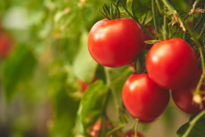 Bardzo wczesna odmiana pomidora. Można ją uprawiać bez palików