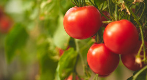 Bardzo wczesna odmiana pomidora. Można ją uprawiać bez palików
