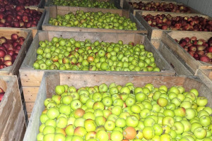 Ceny jabłek deserowych. Ile aktualnie płacą sortownie?