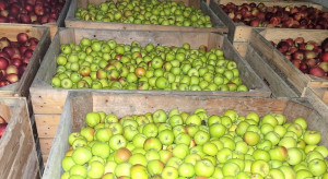 Ceny jabłek deserowych. Ile aktualnie płacą sortownie?