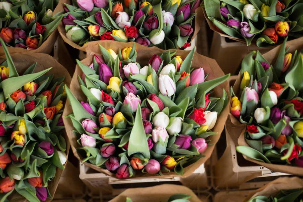 Tulipany "zalały" rynek w Broniszach