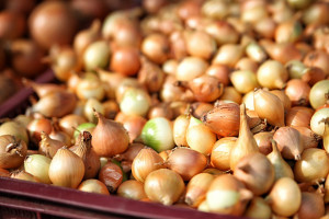 W Europie ceny cebuli biją rekordy, w Indiach gnije na polach