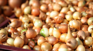 W Europie ceny cebuli biją rekordy, w Indiach gnije na polach