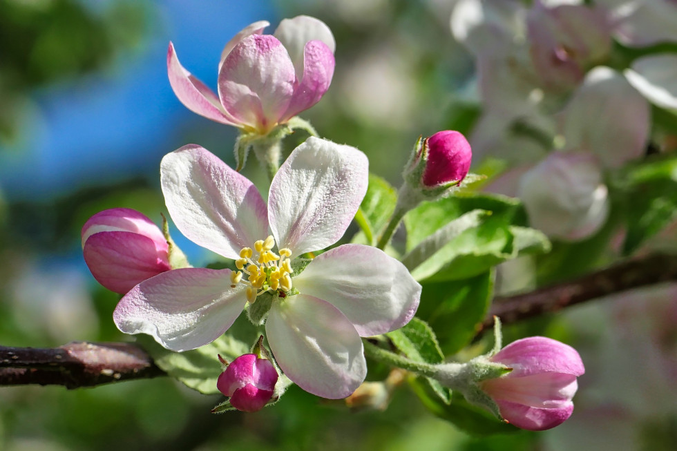 Ubezpieczenia upraw w 2023. Kiedy ruszą i na jakich zasadach?/ fot.pixabay.com Jak skutecznie ubezpieczyć swoje plantacje? Kluczowe są cztery sprawy