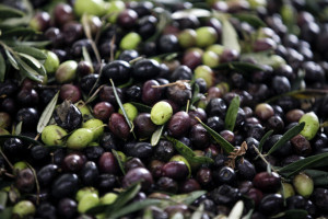 Zniknięcie 17,5 tony oliwek. Jest finał głośnej kradzieży