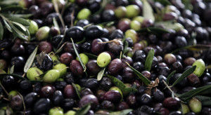 Zniknięcie 17,5 tony oliwek. Jest finał głośnej kradzieży