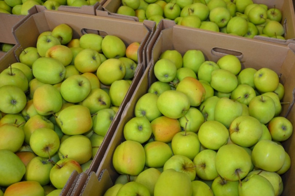Golden Delicious w markecie nawet po 4 złote/ fot.shutterstock.com Golden Delicious nawet po 4 złote
