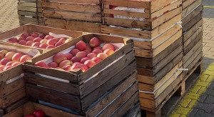 Ceny i handel jabłkiem na Broniszach