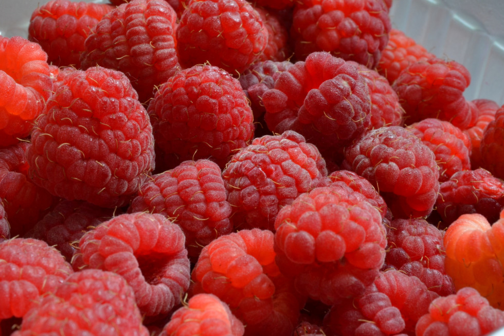 Import owoców spoza UE. Plantatorzy obawiają się sezonu i niskich cen