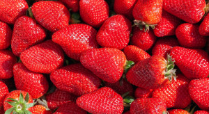 Huelva: Duże spadki w produkcji truskawek i borówek