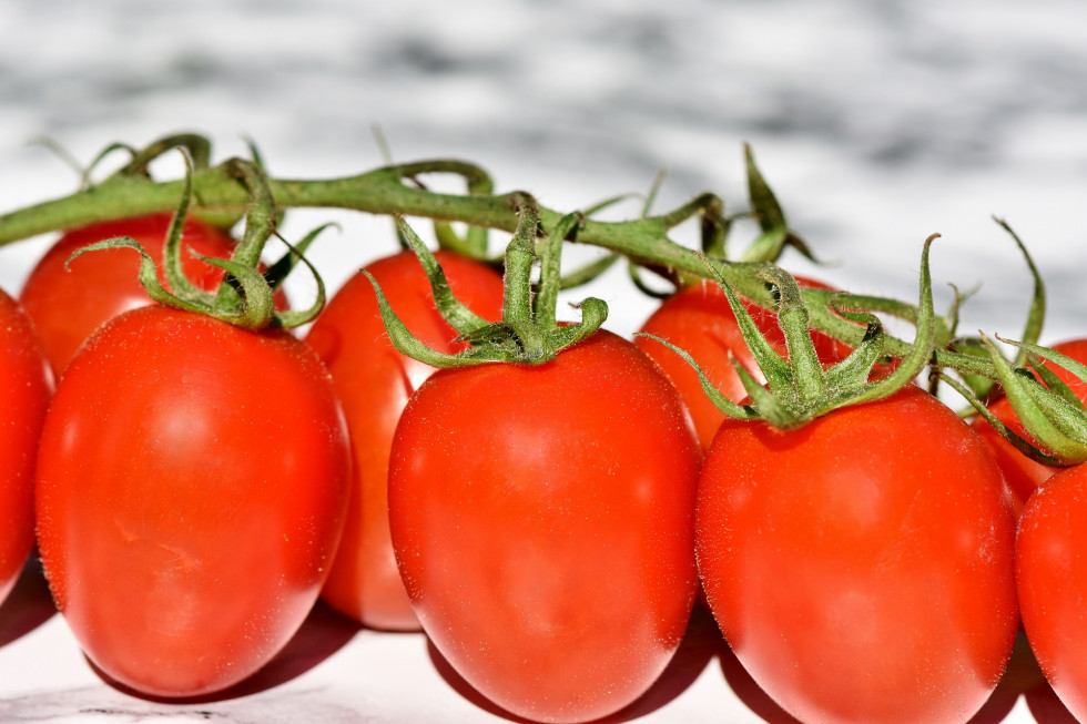 Odmiana pomidorów idealna do przetworów. Są słodkie i aromatyczne